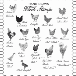Hand drawn Flock Stamps - Chickens and Ducks