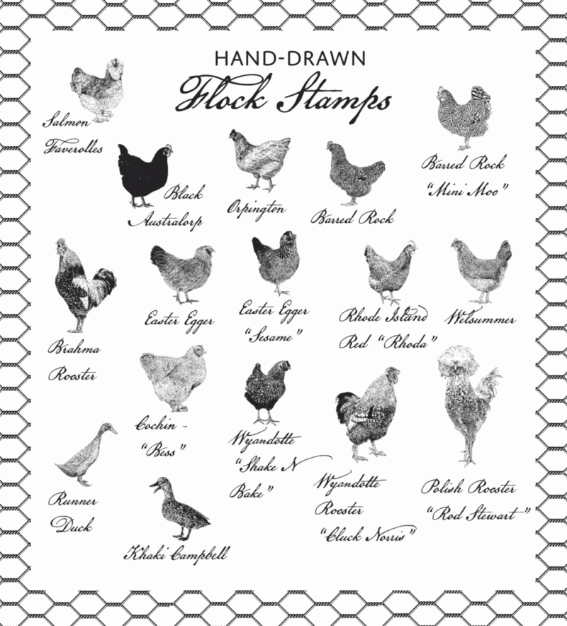 Hand drawn Flock Stamps - Chickens and Ducks