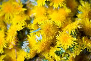 Dandelion Flowers for making Dandelion Jelly