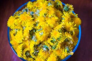 Dandelion Jelly - Dandelion Blossoms in a Bowl