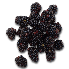 This image has an empty alt attribute; its file name is blackberries-1.png