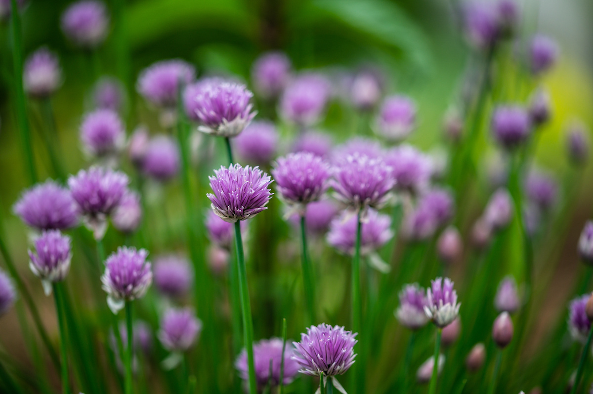 Macro image of beautiful purple blossoms of chives blooming in spring.
